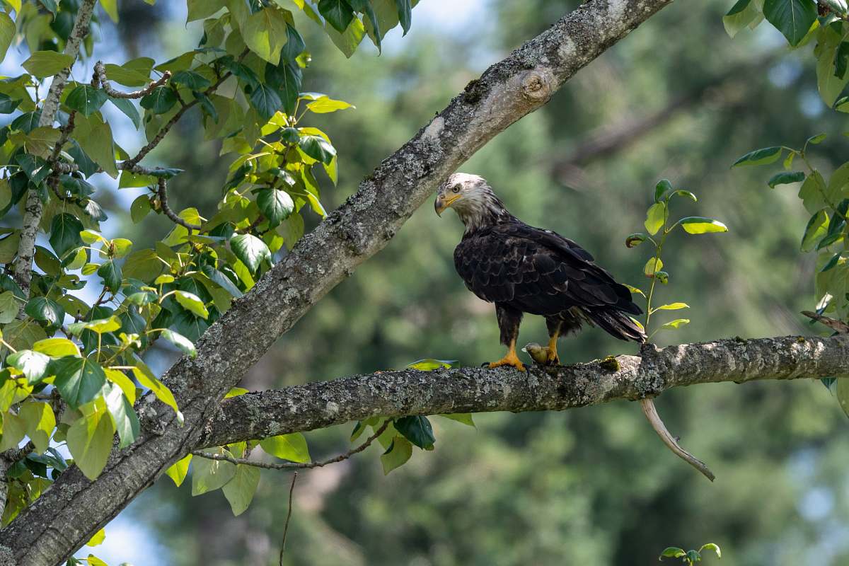 juanita bay park bald eagle 2201 market st